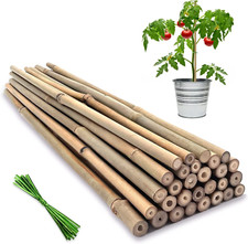 20pcs bamboo plant for sale  Aurora