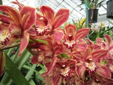 cymbidium for sale cymbidium for sale Alameda
