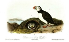 Audubon puffins large for sale  Middleton