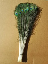 Inches natural peacock for sale  LEICESTER
