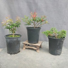 Plants satsuki azalea for sale  BANGOR