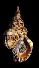 nautilus shell usato  Forano