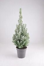 Picea glauca perfecta for sale  GLASGOW