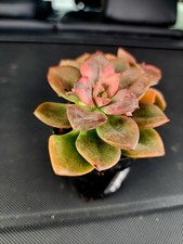 Chrome echeveria succulent for sale  San Lorenzo