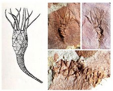 echinoid for sale echinoid for sale TELFORD