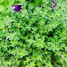 Creeping english thyme for sale  Hot Springs National Park