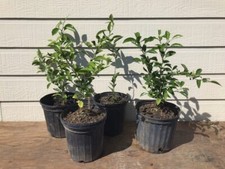 Navel orange plant for sale  Webster