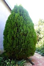 Blue cone arborvitae for sale  Pelzer
