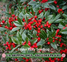 Foster holly tree for sale  Mcminnville