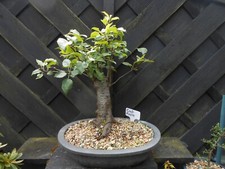 Bonsai crab apple for sale  CANNOCK