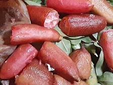 Usa grown australian for sale  Huntington Beach