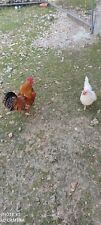 Coppia gallo gallina usato  Gubbio