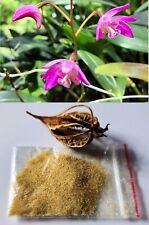 Samen dendrobium kingianum gebraucht kaufen  Süderlügum