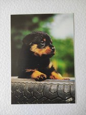 rottweiler welpen gebraucht kaufen rottweiler welpen gebraucht kaufen Borna