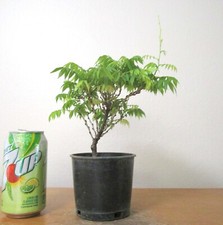 Dwarf wisteria hime for sale  Garden Grove