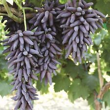 Ladyfinger seedless grape for sale  New York