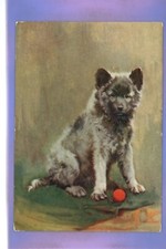keeshond for sale keeshond for sale THETFORD