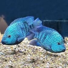 Electric blue carpintis for sale  Tampa