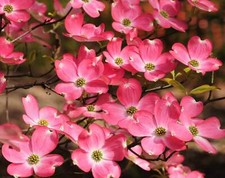 Pink flowering dogwood for sale  Massillon