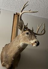 Whitetail buck shoulder for sale  Mulkeytown