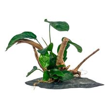 Aquaone anubias pflanzen gebraucht kaufen  Worms