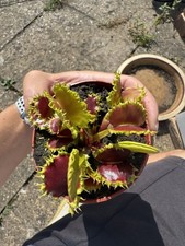 venus fly trap for sale venus fly trap for sale UK