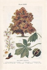 1910 horse chestnut for sale 1910 horse chestnut for sale  BIDEFORD