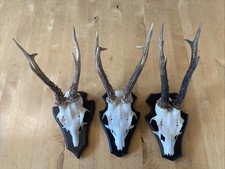 Rehbock geweih gehörn gebraucht kaufen  Paderborn