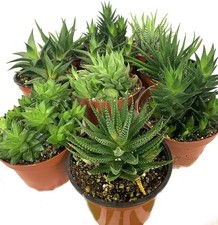 Artisan grown haworthia for sale  USA