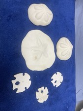Sand dollars puffy for sale  Branford