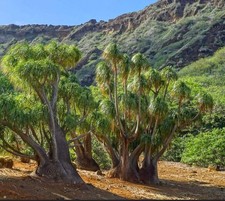 Beaucarnea recurvata ponytail d'occasion  Expédié en France