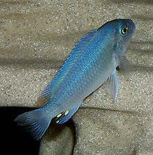 Awesome blue cobalt for sale  Wimauma