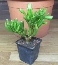 Crassula vata gollum gebraucht kaufen  Stein
