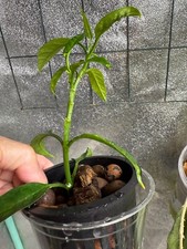 Hoya decipulae rooted for sale  Alpharetta