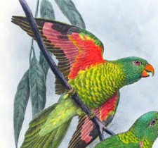 1899 j.f. keulemans usato  Urbino
