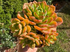 Echeveria fanta sukkulenten gebraucht kaufen  Gottmadingen