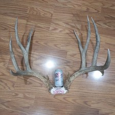 Mule deer antlers. for sale  Lehi