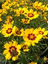 Coreopsis grandiflora sunkiss for sale  STOCKPORT