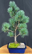 Japanese white pine for sale  Patchogue