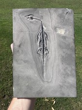 Keichousaurus fossil seller for sale  Stephens City