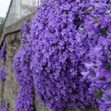 Campanula mrs resholt for sale  SALTASH