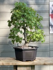 Japanese higasayama maple for sale  Pittsburgh