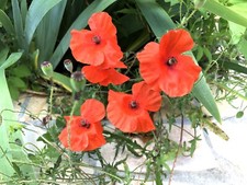 1000 graines coquelicot d'occasion  Colombes