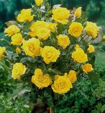 Half standard korresia for sale  BIRMINGHAM