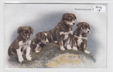 Newfoundland dogs four for sale  WELLS