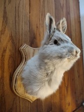 jackalope taxidermy for sale jackalope taxidermy for sale Madawaska