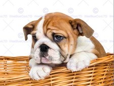 Photo composition dog for sale  EDINBURGH