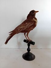 Oiseau naturalisé taxidermie d'occasion  France