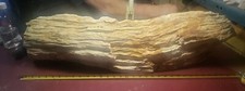 Petrified log rough for sale  Kremmling