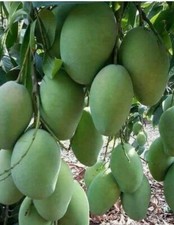 Sugar loaf mango for sale  Orlando